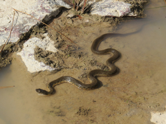 Thamnophis melanogaster
