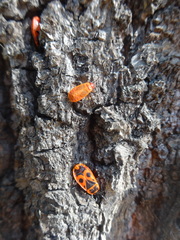 Pyrrhocoris apterus