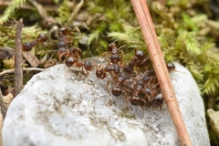 Pristomyrmex punctatus