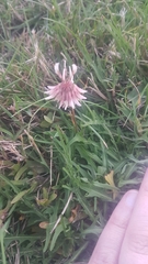 Trifolium repens