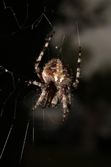 Araneinae