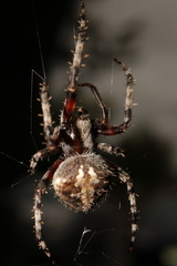 Araneinae