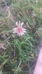 Trifolium repens
