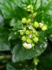 Adenocaulon himalaicum