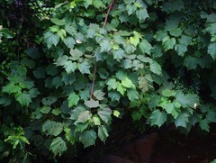Erinocarpus nimmonii