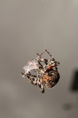 Araneinae