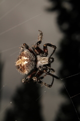 Araneinae