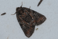Chytonix sensilis