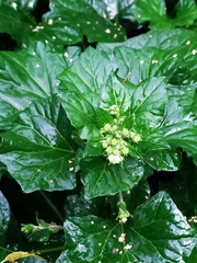 Adenocaulon himalaicum