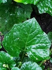 Adenocaulon himalaicum