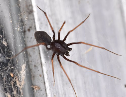 Brown Spitting Spider photo 3