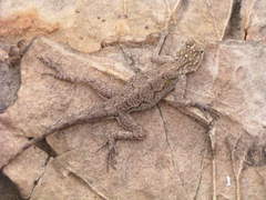 Agama picticauda