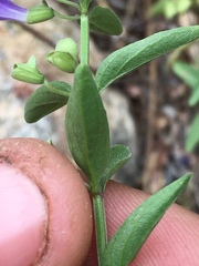 Scutellaria angustifolia