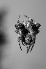 Araneinae