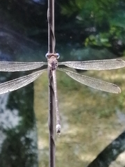 Archilestes