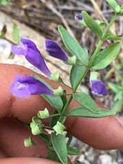 Scutellaria angustifolia