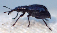 Deporaus glastinus