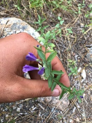 Scutellaria angustifolia