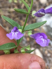 Scutellaria angustifolia