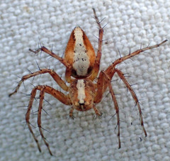 Oxyopes scalaris