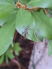 Toxorhynchites splendens