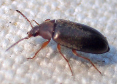 Isomira