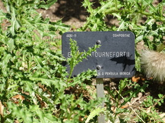 Cynara tournefortii