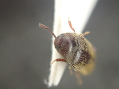 Trixagus meybohmi
