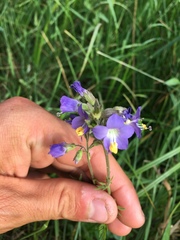 Polemonium occidentale occidentale