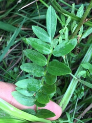 Polemonium occidentale occidentale