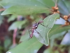 Toxorhynchites splendens