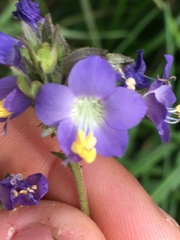 Polemonium occidentale occidentale