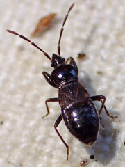 Thylochromus nitidulus