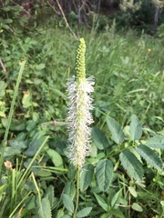 Sanguisorba stipulata