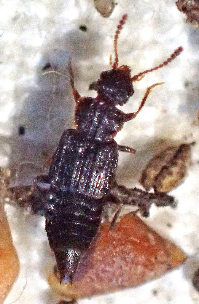 Nanobius