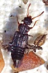 Pseudopsinae
