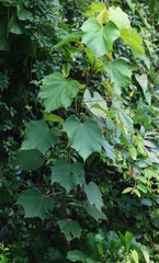Erinocarpus nimmonii