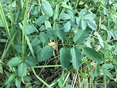 Sanguisorba stipulata