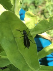 Epicauta cinerea-group