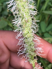 Sanguisorba stipulata