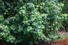 Erinocarpus nimmonii