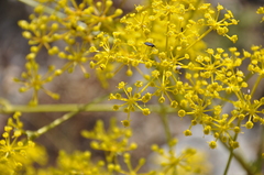 Ferulago galbanifera