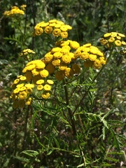 Tanacetum vulgare
