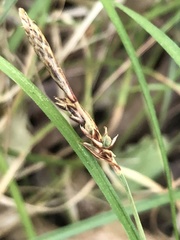 Carex lucorum