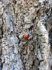 Harmonia axyridis