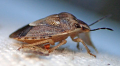 Trichopepla