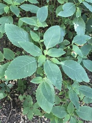 Impatiens pallida