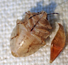 Trichopepla