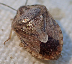 Trichopepla