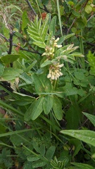 Astragalus americanus